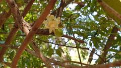 Eupomatia laurina