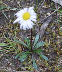 Allittia uliginosa