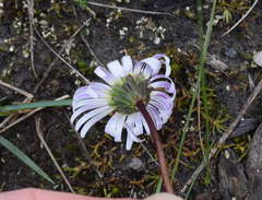 Allittia uliginosa