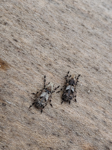 Marbled Fungus Weevil