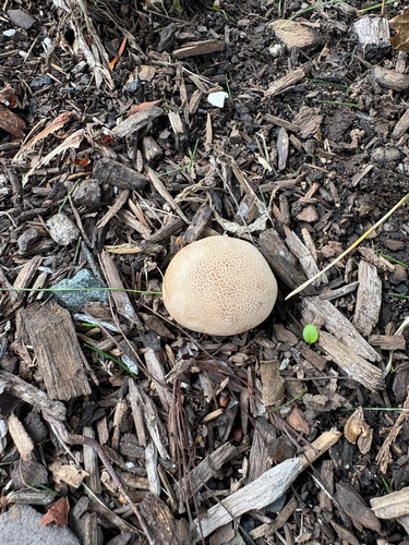 earthballs