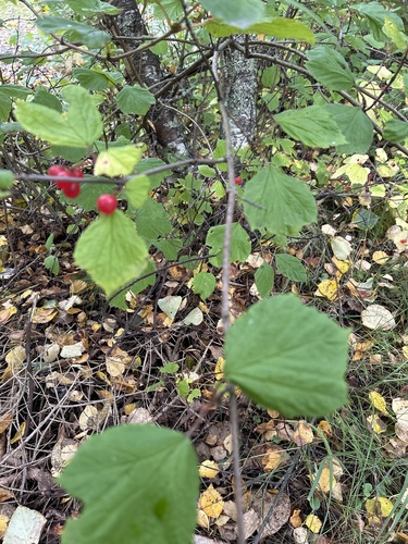 squashberry