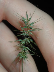 Echinopogon caespitosus