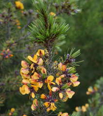 Pultenaea mollis