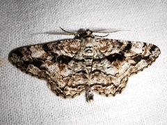 Peribatodes umbraria