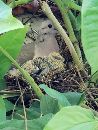Eared Dove