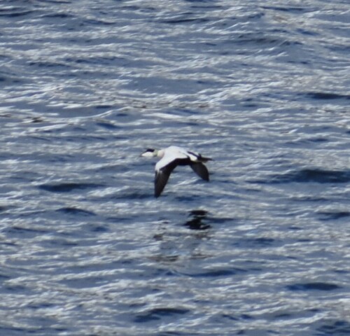 Common Eider