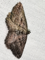 Rhoptria asperaria
