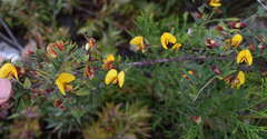 Bossiaea cinerea