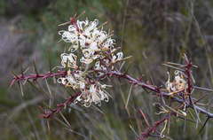 Hakea decurrens physocarpa