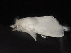 Trichiocercus sparshalli