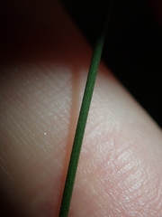 Echinopogon caespitosus