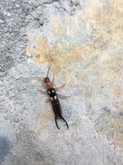 Forficula smyrnensis