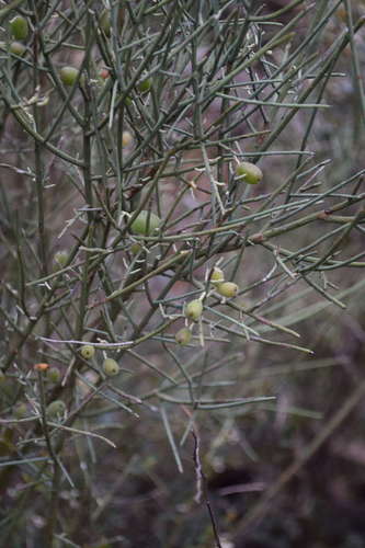 Image of Leptomeria aphylla by (c) Kevin Sparrow, some rights reserved (CC BY)