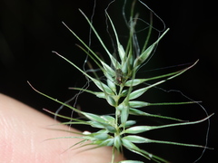 Echinopogon caespitosus