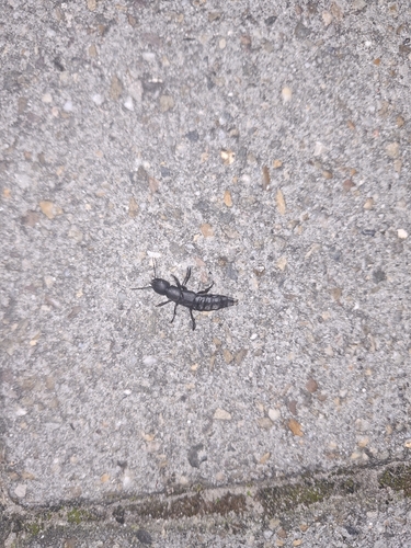 Devil's Coach Horse Beetle