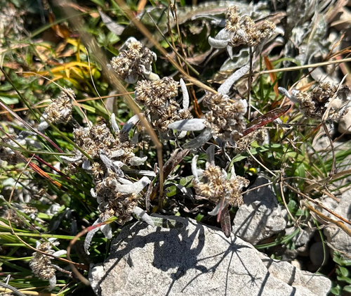 Edelweiss