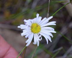 Allittia uliginosa
