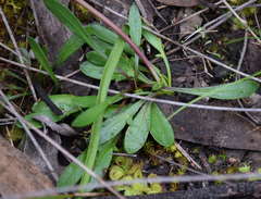 Allittia uliginosa