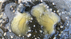 Timea aurantiaca