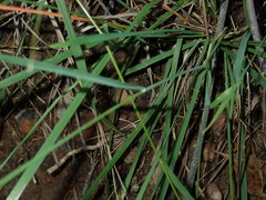 Echinopogon caespitosus