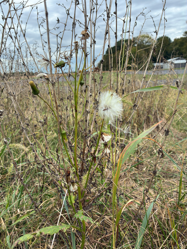 American burnweed