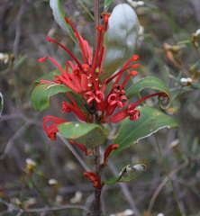 Grevillea dimorpha