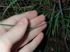 Echinopogon caespitosus