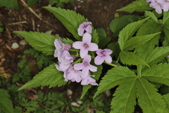 Cardamine pentaphyllos