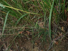 Echinopogon caespitosus