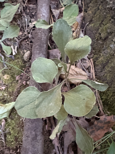Antennaria plantaginifolia, 2026-09-27