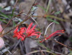 Grevillea dimorpha
