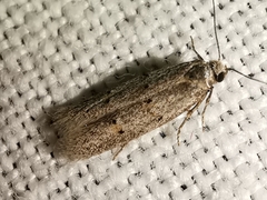 Symmocoides oxybiella