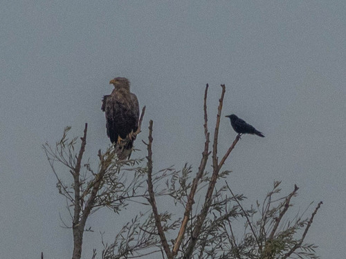 White-tailed Eagle