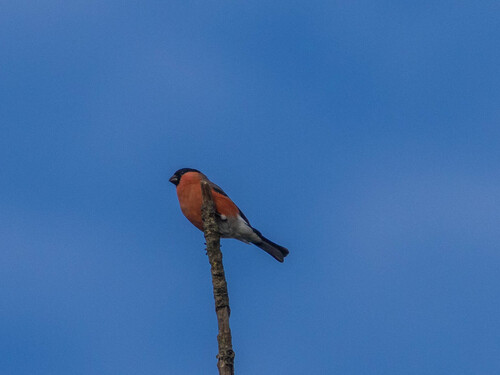 Eurasian Bullfinch