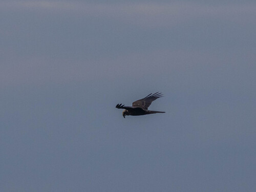 Eurasian Marsh Harrier