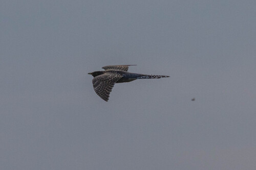Common Cuckoo