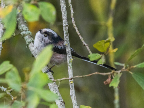 Long-tailed Tit
