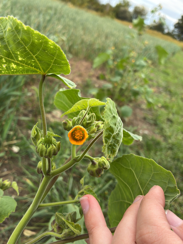 velvetleaf
