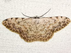 Scopula submutata