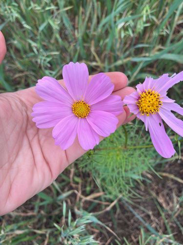 garden cosmos