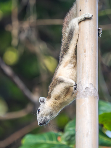 Finlayson's Squirrel