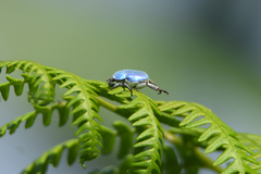 Hoplia coerulea