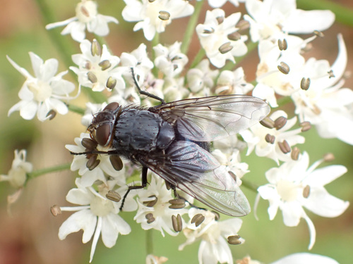 Calliphora vomitoria, 2026-10-02
