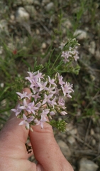 Stenaria nigricans