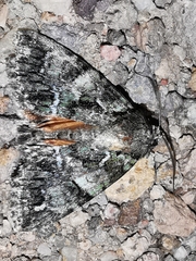 Polyphaenis sericata