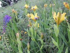 Iris variegata
