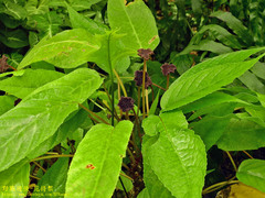 Dorstenia elata