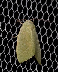 Earias subviridis