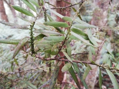 Podocarpus laetus
